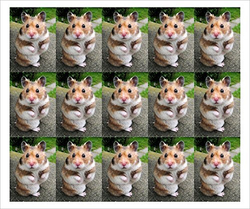 ジョンヒョン 写真集 写真、マウスパッド Amazon.co.jp: ゴールデンハムスターのマウスパッド：フォト